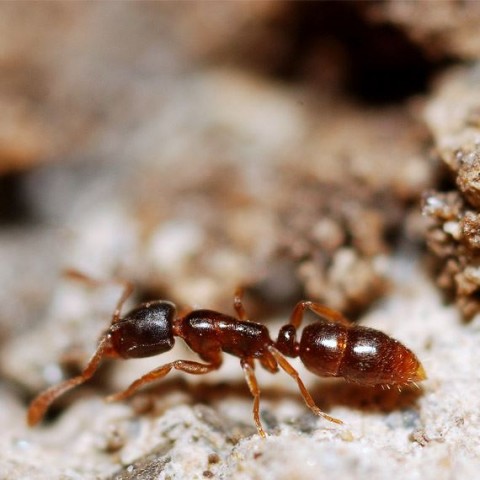 Garden Ants