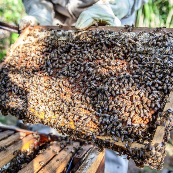 Honeybee Swarms